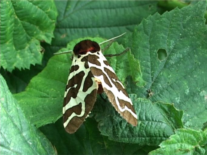 Brauner Bär ( Arctia caja ) : Nieuw Bergen NL, Nationalpark De Maasduinen, 12.08.2007